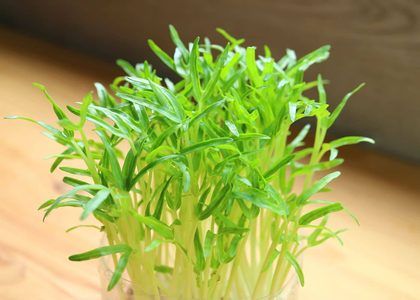 Spinach