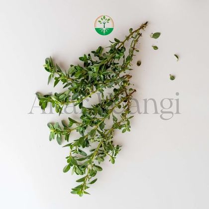 Thyme