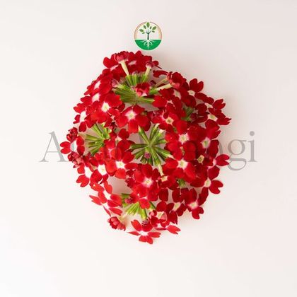 Verbena