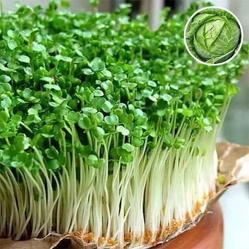 White Cabbage